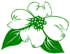 Dogwood, a four petal flower