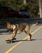 Skateboarding Dog
