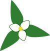 Trillium, a three petal flower